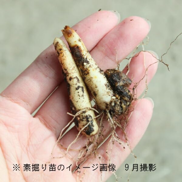 Amazon.co.jp: 日本カタクリ 素掘り苗5球 /堅香子 : DIY・工具・ガーデン